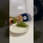 もふのこ🌼クッキング#柏餅#こどもの日#ペット動画 #かわいい動物#赤ちゃん#モフリン#Moflin#ロボット#ペット#CASIO#カシオ#pets #ゴールド#ペット禁止でも飼える
