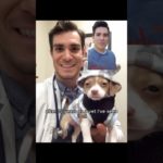 More dog owners should know this🙏#dog #dogowner #veterinarian #pet #usa