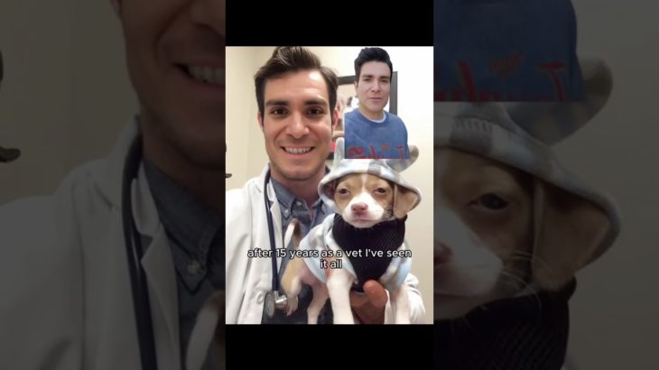 More dog owners should know this🙏#dog #dogowner #veterinarian #pet #usa