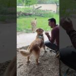 My dogs go to a pet-friendly zoo!