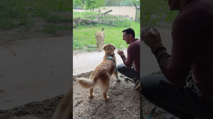 My dogs go to a pet-friendly zoo!