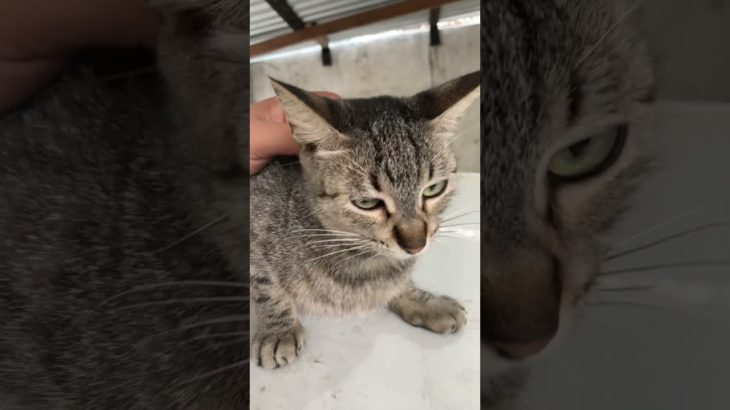 Nata #cat #memes #cute #pets #explore #pet #funny #apt #comedy #consentidotumascota #gatitos # michi