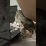 Noa tremenda #cat #memes #cute #pets #explore #pet #funny #apt #comedy #consentidotumascota #michi