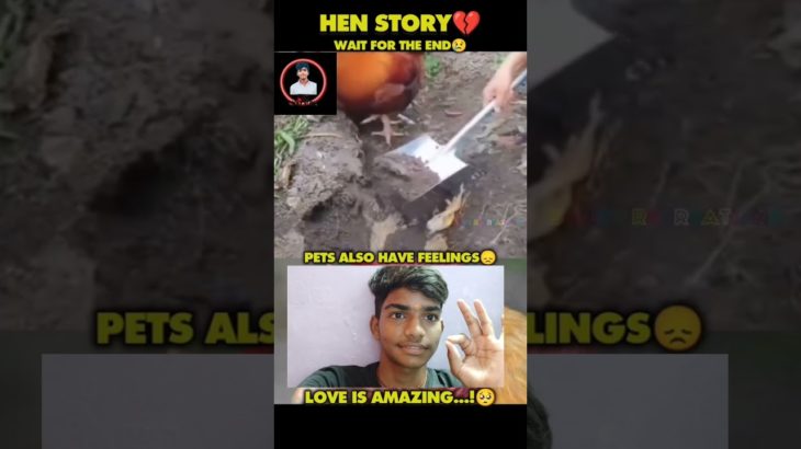 PET ALSO HAVE FELLINGS ❤️‍🩹.       LOVE IS AMAZING 💕#hen #love #subscribe