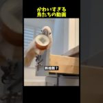 鳥好きにはたまらない動画【Part26】#ペット #インコ #かわいい #parrot