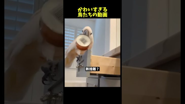鳥好きにはたまらない動画【Part26】#ペット #インコ #かわいい #parrot