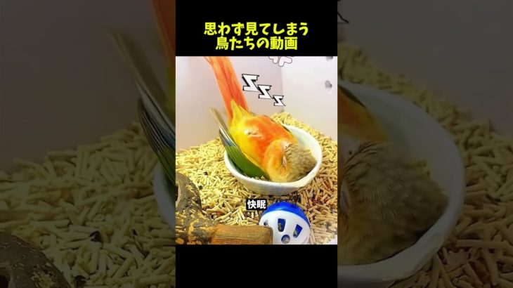 鳥好きにはたまらない動画【Part30】#ペット #インコ #かわいい #parrot