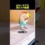 鳥好きにはたまらない動画【Part40】#ペット #インコ #かわいい #parrot