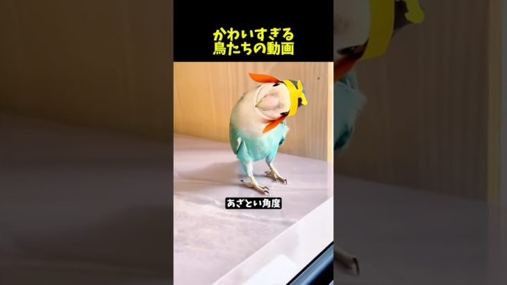 鳥好きにはたまらない動画【Part40】#ペット #インコ #かわいい #parrot