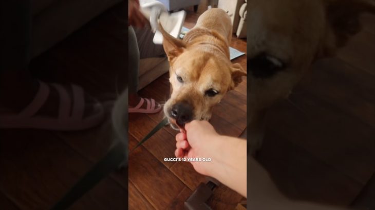 Pet Grooming Kit #nesting #pregnant