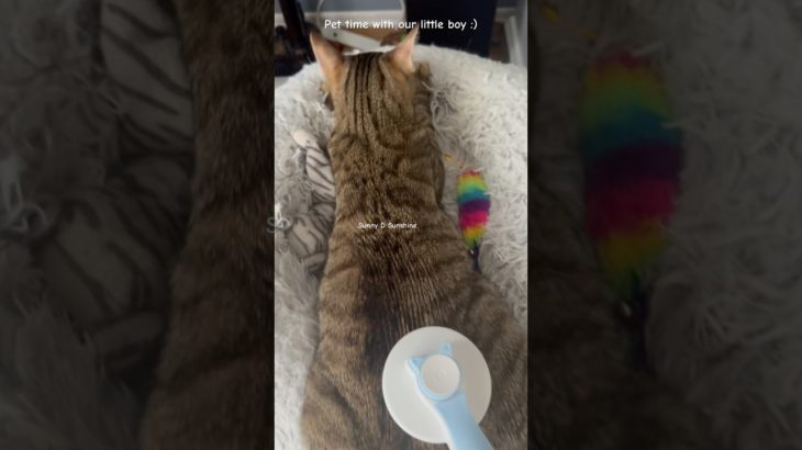 Pet time with our little boss 😆 #cat #kitten