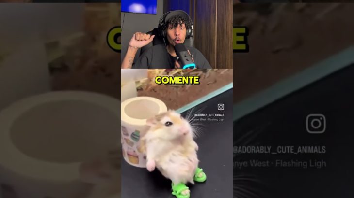 QUAL PET VOCE ESCOLHERIA?