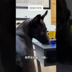 難哄😮‍💨#RUN的日常#台灣犬#taiwanesedog#mixdog#台湾の土着犬#台灣犬#animals #taiwandog#funnydogs#cute#pets#cuteanimal