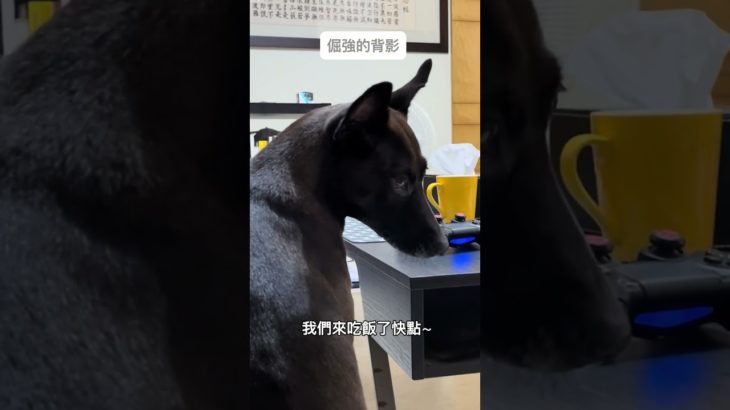 難哄😮‍💨#RUN的日常#台灣犬#taiwanesedog#mixdog#台湾の土着犬#台灣犬#animals #taiwandog#funnydogs#cute#pets#cuteanimal