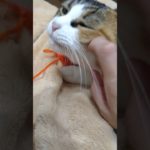 桃と編み物　#ちょっと休憩 #猫 #三毛猫 #Rioのペットおもちゃ #ハンドメイド