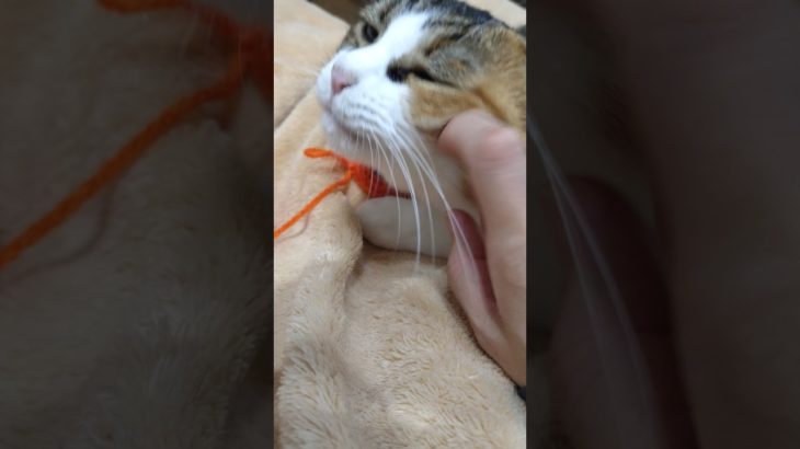 桃と編み物　#ちょっと休憩 #猫 #三毛猫 #Rioのペットおもちゃ #ハンドメイド