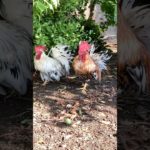 青梅を蹴るにわとり　Rooster kicking a green plum#ニワトリ #チャボ #ペット #backyardchickens #癒し