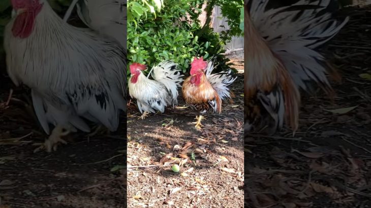 青梅を蹴るにわとり　Rooster kicking a green plum#ニワトリ #チャボ #ペット #backyardchickens #癒し