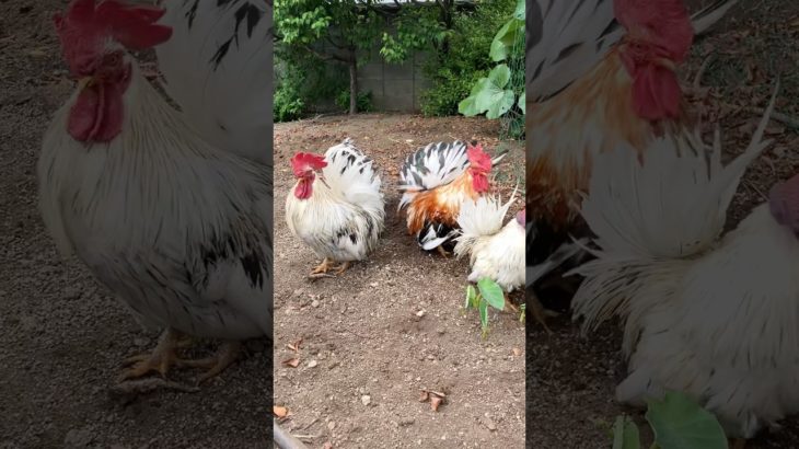 まわるまわるにわとり　Roosters spinning around#ニワトリ #チャボ #ペット #backyardchickens #癒し