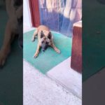 Sacrifice your life to save your puppy, awesome cute pet, a cute pet becomes a sperm