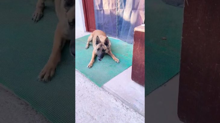 Sacrifice your life to save your puppy, awesome cute pet, a cute pet becomes a sperm