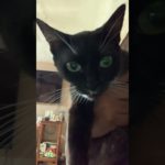 Saludos de parte de Blacky #music #80smusic #cat #consentidotumascota #pet #cute #kitten #funny