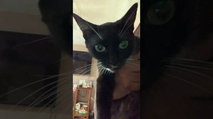 Saludos de parte de Blacky #music #80smusic #cat #consentidotumascota #pet #cute #kitten #funny