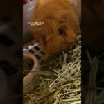 ひたすら食べてるだけだけどかわいい🎀#Shorts#モルモット動画#ペット#小動物#かわいい#アビシニアンモルモット