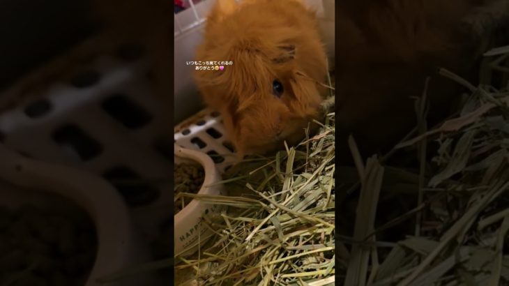 ひたすら食べてるだけだけどかわいい🎀#Shorts#モルモット動画#ペット#小動物#かわいい#アビシニアンモルモット