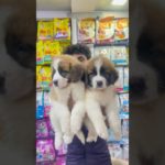 #StBernardpuppy #pets #subscribe #cutedog #viralvideo #petlover #dog #petlover