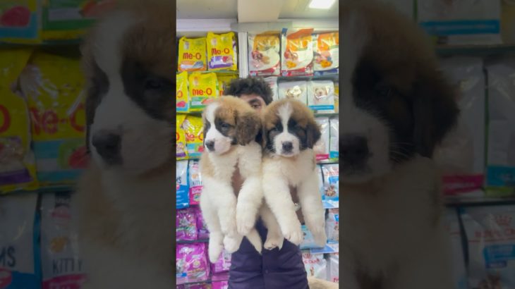 #StBernardpuppy #pets #subscribe #cutedog #viralvideo #petlover #dog #petlover