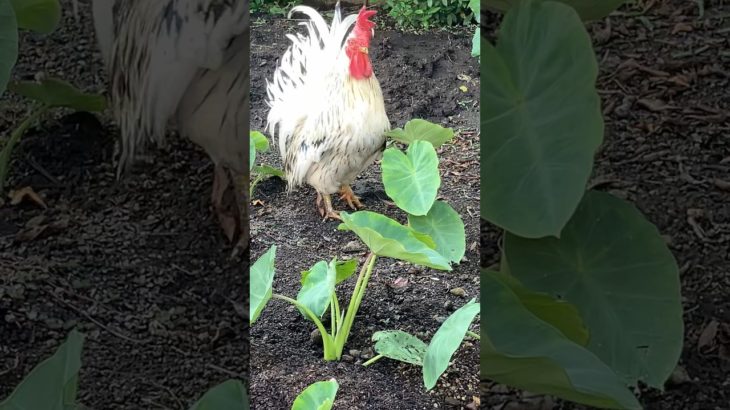サトイモの葉とにわとり　Taro leaves and roosters #チャボ #ニワトリ #ペット #backyardchickens #癒し