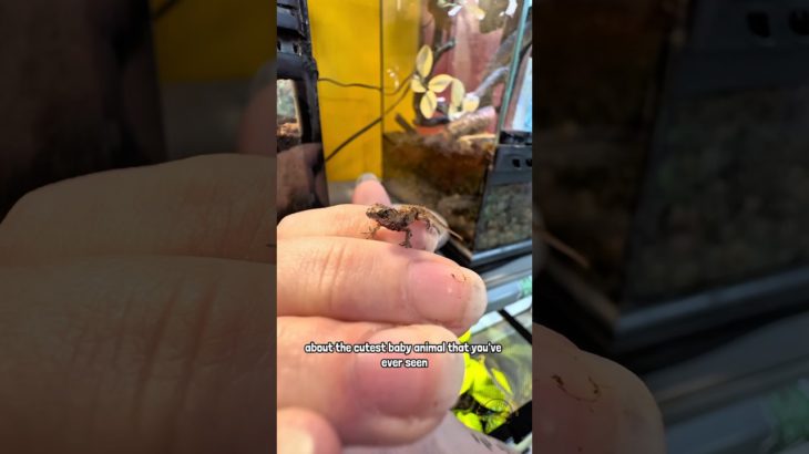 ✨ The CUTEST Little Lizard Just Hatched! 🦎 🥚 #pets #exoticpets #animals #izards #reptiles #anole