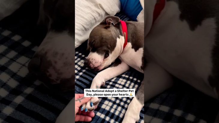 This National Adopt a Pet Day open your heart to a homeless pet in need ❤️‍🩹 Learn more in comments