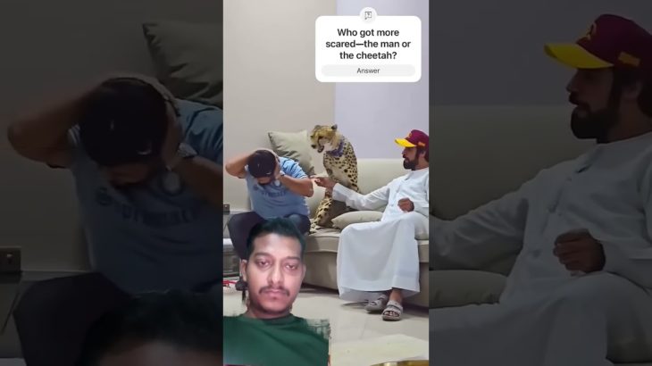 When Your ‘Pet’ Cheetah Gets Spooked! Is This Really a House Pet? #wildlife#animals#shortsvideo