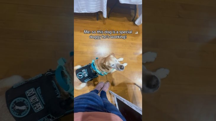 Why can’t I pet this service dog? #servicedog #dog #dogtraining #youtubeshorts #shorts