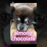 【almond chocolate】#shorts#short #ショート#犬 #かわいい #ペット#多頭飼い