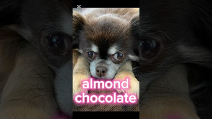 【almond chocolate】#shorts#short #ショート#犬 #かわいい #ペット#多頭飼い