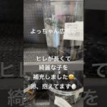 よっちゃん広場補充✨ #ゆたかなメダカ#宮崎#めだか#メダカ#アクアリウム#魚#ペット#aquarium