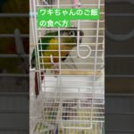 独創的なご飯の食べ方✨＃ペット＃ #bird ＃ウロコインコ