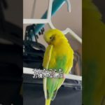 優雅にお過ごし中✨#インコ #鳥 #ペット #インコ動画 #可愛い #癒し#バード #birdsofinstagram #birdlovers #Parrot #parrotsofinstagram
