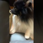 #calmdownchallenge #love #ペット #puppy #pomeranian #destacar