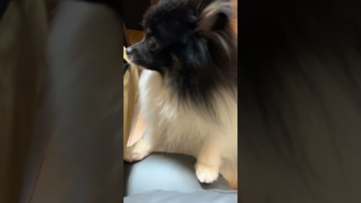 #calmdownchallenge #love #ペット #puppy #pomeranian #destacar