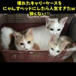 壊れたペットキャリーケースをにゃんずベッドにしたら人気すぎた🤭 #cat #猫