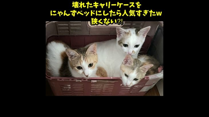 壊れたペットキャリーケースをにゃんずベッドにしたら人気すぎた🤭 #cat #猫