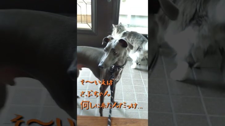 帰ってくれッ💢#ペット #イタグレ #イタリアングレーハウンド #ノルウェージャンフォレストキャット #可愛い #癒し #ねこ  #cat