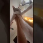 ヘリコプター猫が可愛すぎる。#猫　#cat #おすすめ #funny #面白い #動物　#かわいい　#ほのぼの #ペット