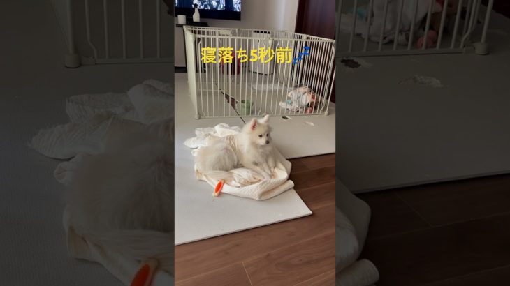 衝撃映像#子犬#ポメラニアン#ペット#ダイエット#癒#かわいい#子猫#痩#cat#dog#Pomeranian#cute#Healing#面白い#爆笑#健康#しつけ#感動#激怒#ブチ切れ#爆食#大食い