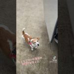 #本日の #わんこ #可愛い #癒し #ペット #犬 #ニチパラch #空飛ぶメンサ #airparkcoo