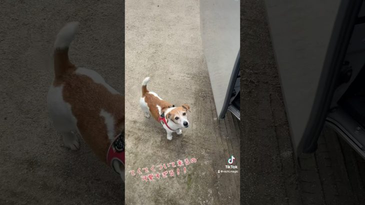 #本日の #わんこ #可愛い #癒し #ペット #犬 #ニチパラch #空飛ぶメンサ #airparkcoo